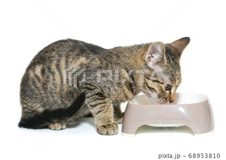 Small grey kitten eats from a bowl 68953810