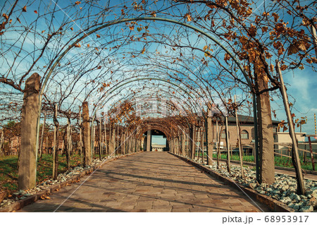 Pathway and autumnal arbor with vine branches Pathway and autumnal arbor with vine branches 68953917