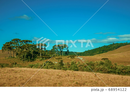 Rural lowlands with green groves and dry bushes Rural lowlands with green groves and dry bushes 68954122