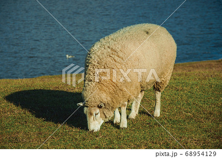 Sheep with a thick layer of wool grazing on lawn Sheep with a thick layer of wool grazing on lawn 68954129