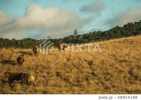 Cattle scattered on rural lowlands called Pampas 68954188