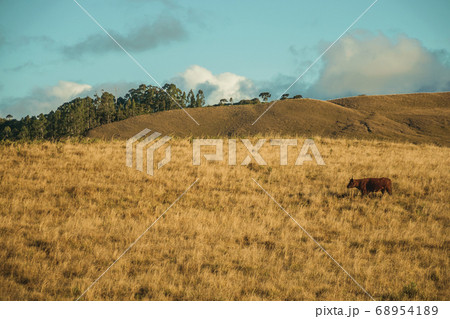 Cattle scattered on rural lowlands called Pampas 68954189