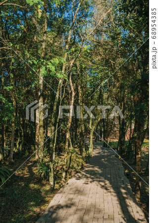 Paved pathway passing through wooded landscape 68954385
