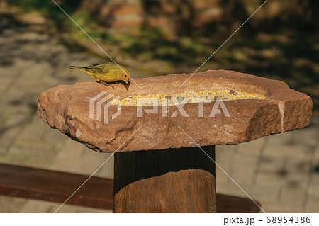 Detail of cute canary in a park Detail of cute canary in a park 68954386