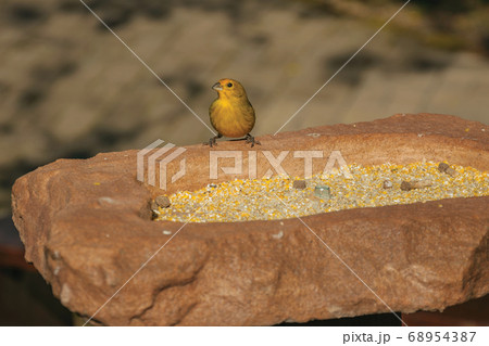 Detail of cute canary in a park 68954387