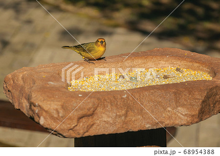 Detail of cute canary in a park 68954388