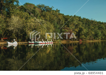 Pedal boats in the shape of swan on a lake 68954401