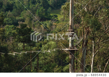Trunk with tree climbing circuit in a green forest 68954430