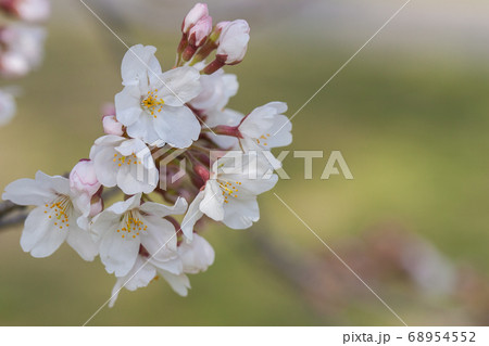 桜 桜 68954552