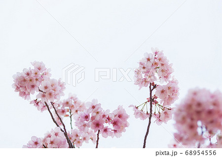 桜 桜 68954556