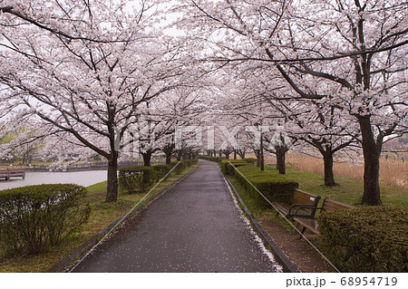 桜景色 68954719