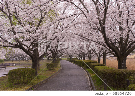 桜景色 68954720