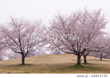 桜 桜 68954739
