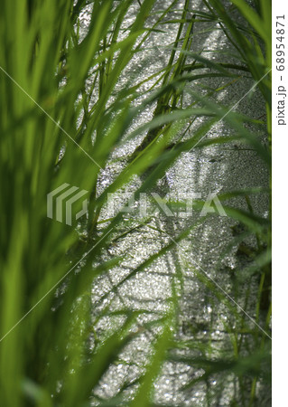 水田の反射で光る水草 水田の反射で光る水草 68954871