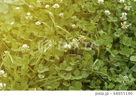Clover grass growing in the garden, in the field. Clover grass growing in the garden, in the field. 68955190