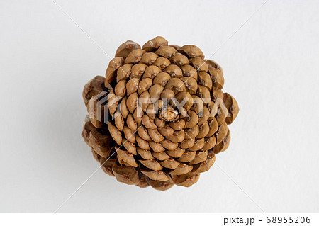 Inverted pine cone isolated on a white background 68955206