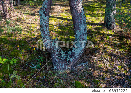 The forked trunk of a pine tree is affected by lichen.Textured wood surface with a colony of lichens. Mushroom ecosystem on the bark of trees The forked trunk of a pine tree is affected by lichen.Textured wood surface with a colony of lichens. Mushroom ecosystem on the bark of trees 68955225