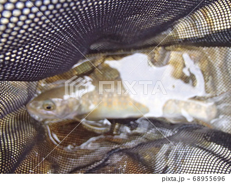 雲の上の岩魚 68955696