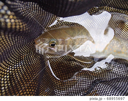 雲の上の岩魚 68955697