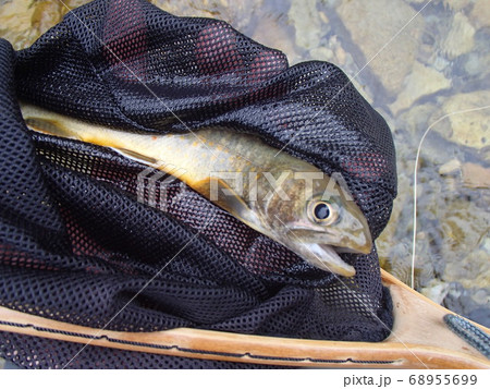 雲の上の岩魚 雲の上の岩魚 68955699