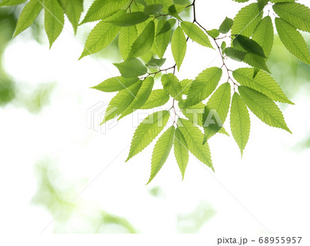 新緑のケヤキの葉 68955957