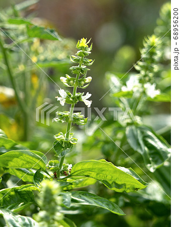 バジルの花 バジルの花 68956200