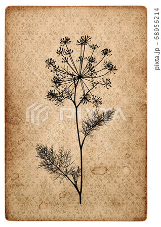 Aged paper texture dill plant silhouette Vintage Aged paper texture dill plant silhouette Vintage 68956214