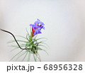珍奇植物　エアプランツの開花 68956328