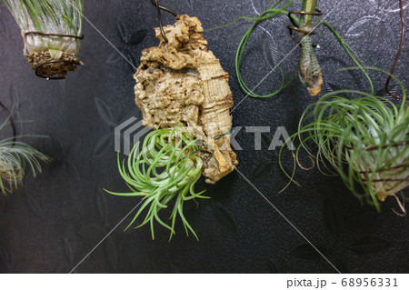 コルクに着生させたチランジアの写真素材