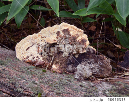 倒木に生えるサルノコシカケ 68956353
