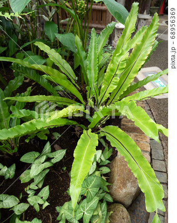 シマオオタニワタリ 68956369