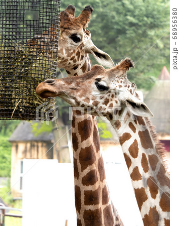 キリン キリン 68956380