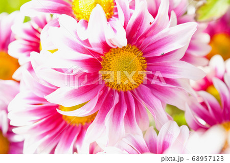 数輪のキクの花 68957123