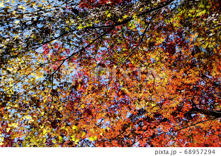 秋晴れの下できらめく紅葉 68957294