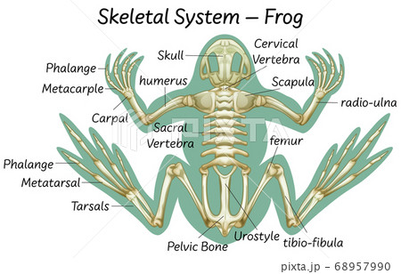 Science Eduction Of Frog Anatomy Stock Illustration 68957990 Pixta