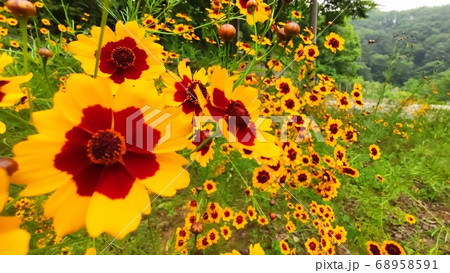 寄生秒 花 花びら 68958591