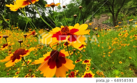 寄生秒 花 花びら 68958593