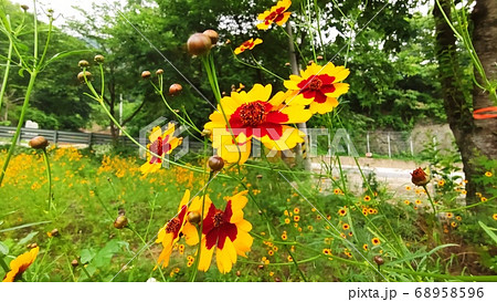 寄生秒 花 花びら 68958596
