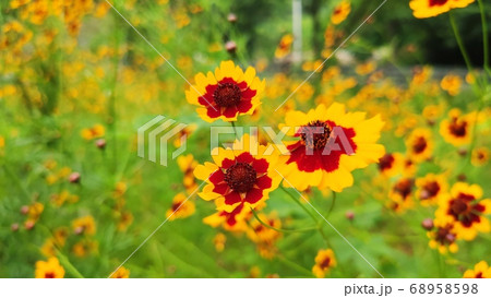 花 植物 寄生秒 68958598