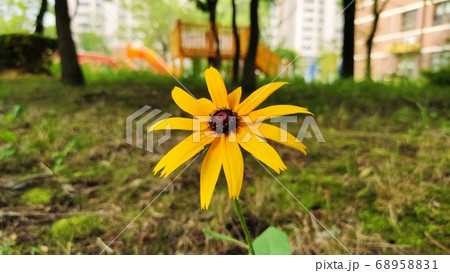 オオハンゴンソウ属 キク科 花 68958831