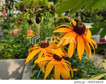 オオハンゴンソウ属 キク科 花 68958838