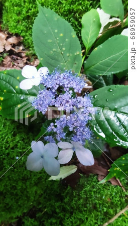 算数局 花びら 花 68959057