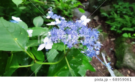 算数局 花びら 花 68959061