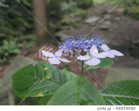 算数局 花びら 花 68959080