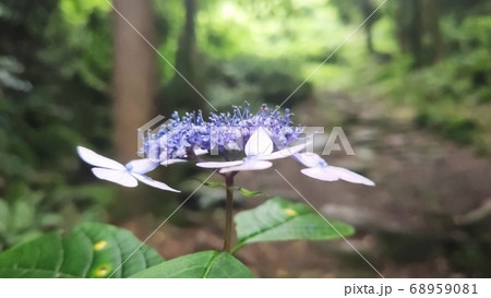 算数局 花びら 花 68959081
