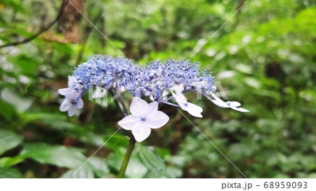 算数局 花びら 花 68959093