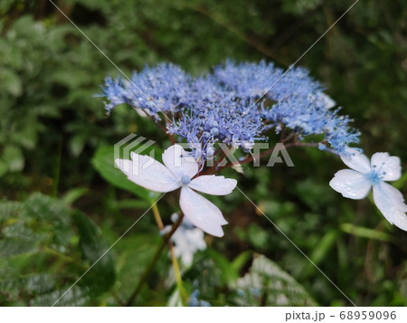 算数局 花びら 花 68959096