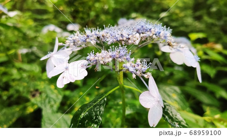 算数局 花びら 花 68959100