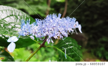 花 アジサイ 植物 68959107