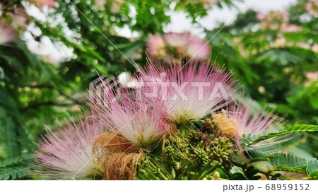 ネムノキ 植物 夏 68959152